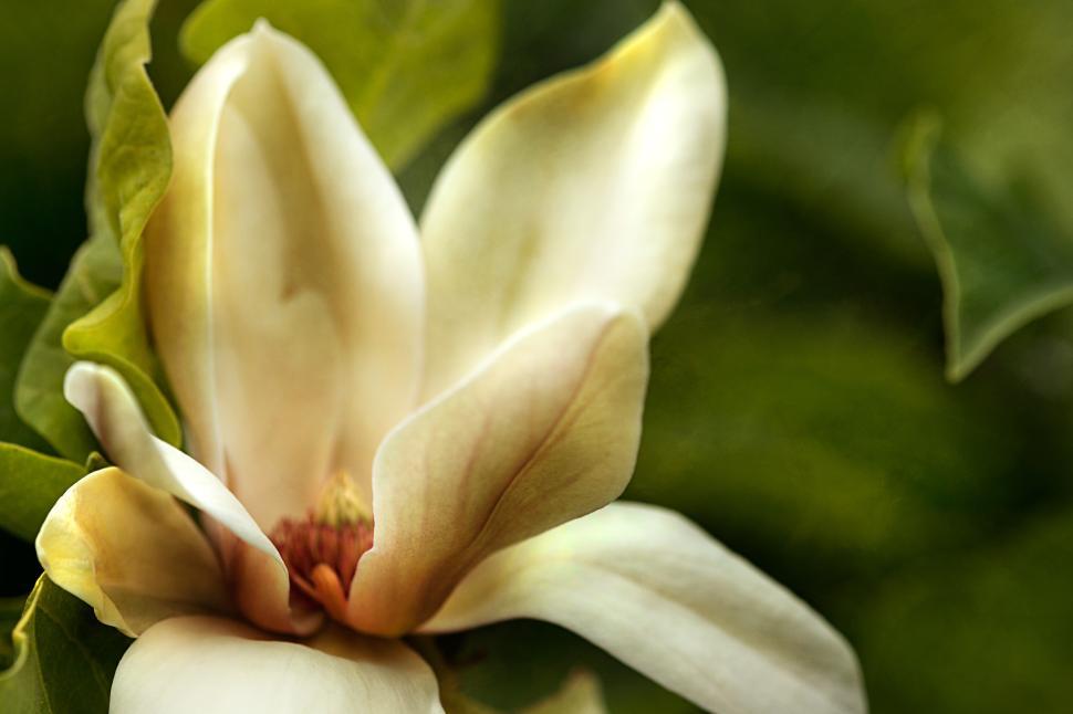 Free Image of Magnolia blossom in a serene garden setting during spring 