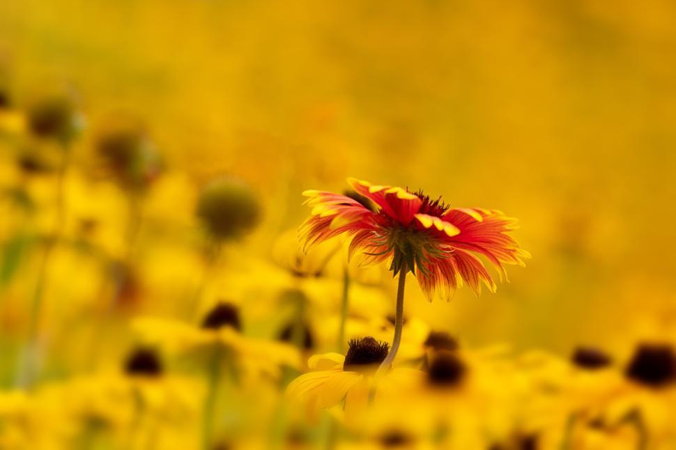 Free Image of Vibrant flowers bloom in a sunny field during springtime 