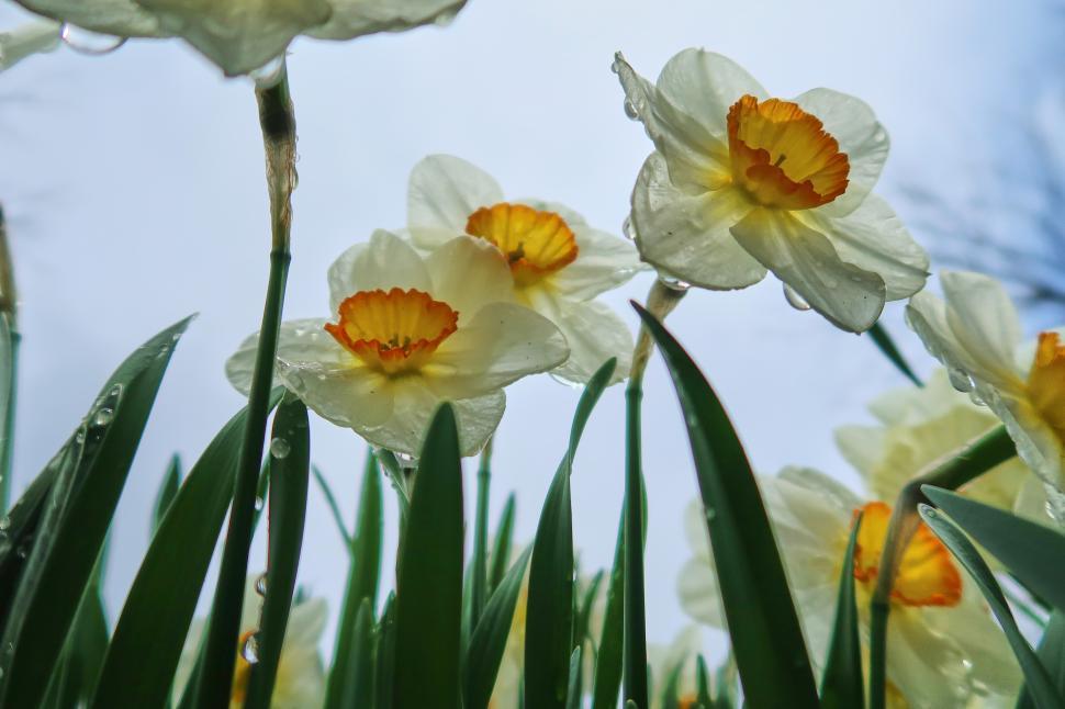 Free Image of Beautiful daffodils blooming under cloudy sky 