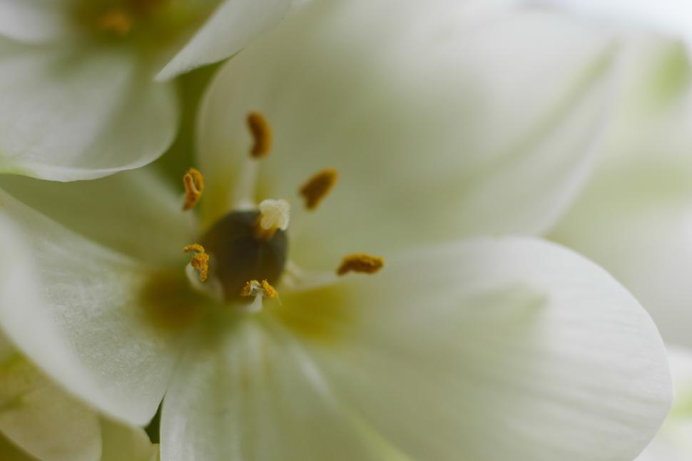 Free Image of Close-up view of delicate white flower petals with stamens 