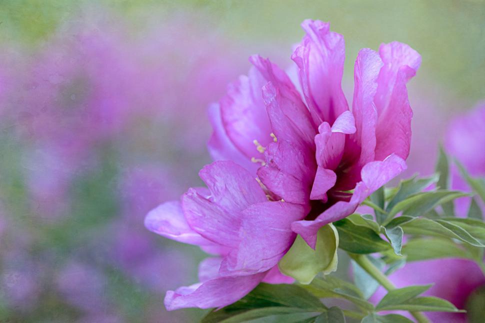 Free Image of Beautiful pink flowers bloom in a tranquil garden 