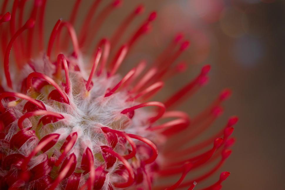 Free Image of Bright red flower with unique patterns growing in natural habitat 
