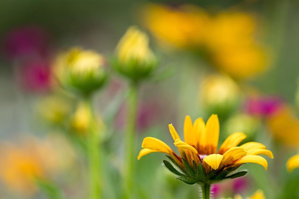 Free Image of Bright yellow flower blooms in garden during springtime 