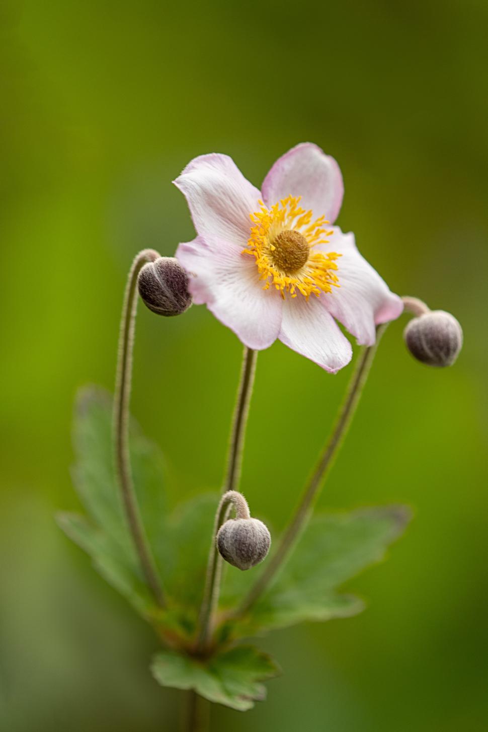 Free Image of Delicate pink flower blooming in a lush green setting 