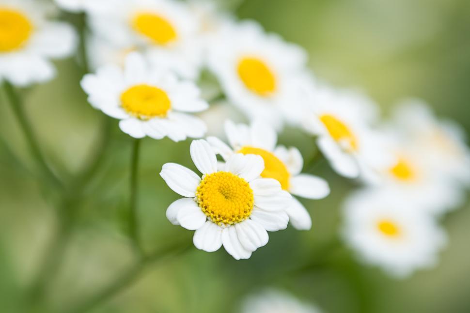 Free Image of Lush spring garden blooms with white flowers and yellow centers 