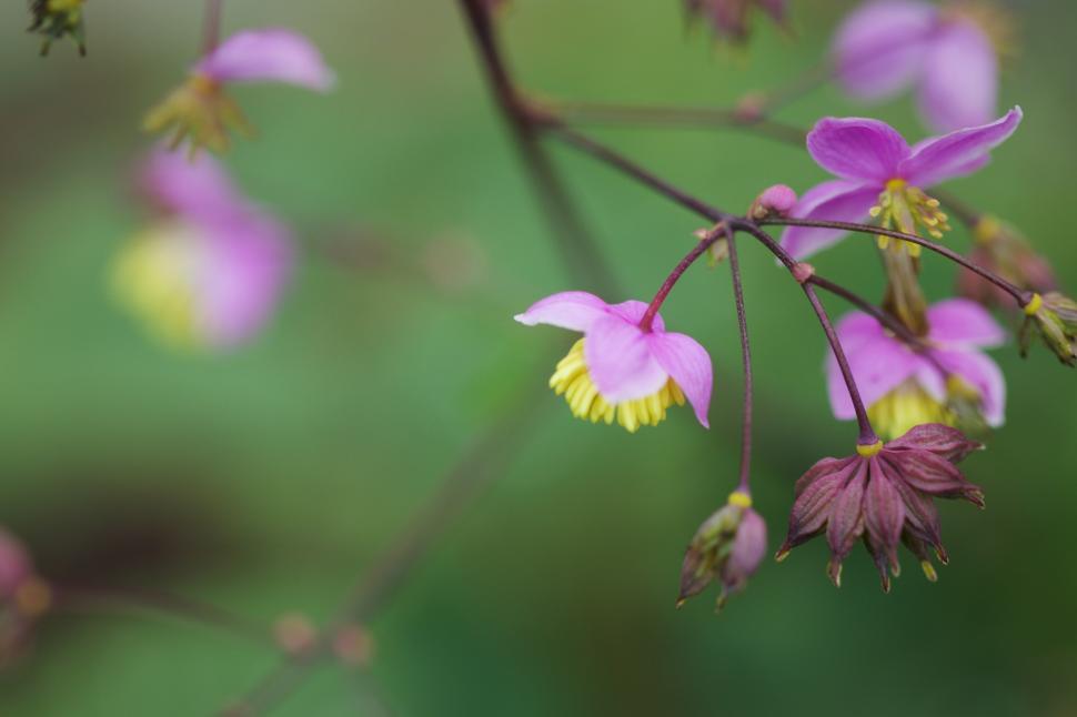 Free Image of Beautiful pink flowers blooming in the garden 