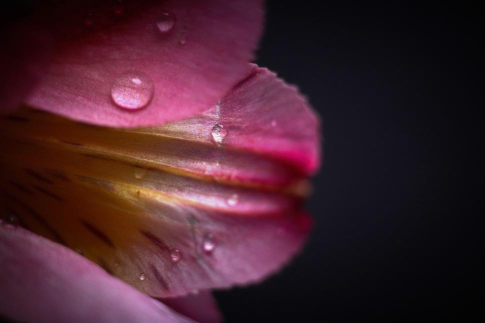 Free Image of Close-up view of pink flower petals with water droplets 