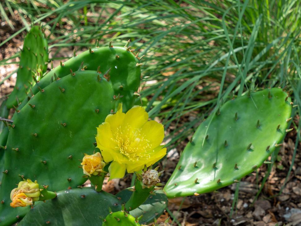 Free Image of Prickly Pear Cactus Flower 