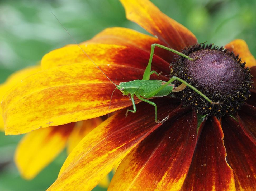 Free Image of Long-Horned Grasshoppers on Rudbeckia Hirta 