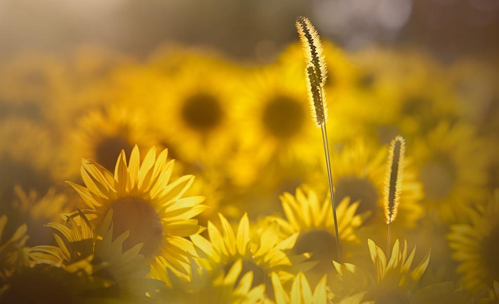 Free Image of Sunflowers bloom brightly in a vibrant field at sunset 