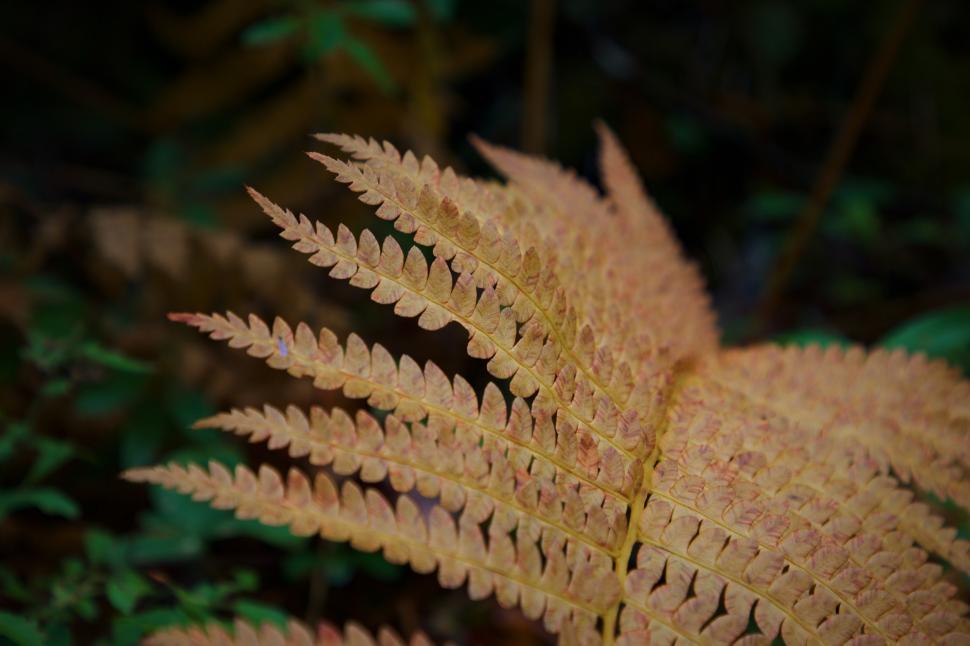 Free Image of Brightly colored fern leaves in a lush forest setting 