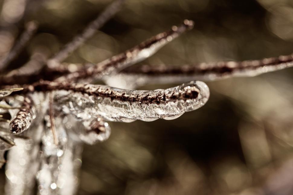Free Image of Winter frost creates delicate ice formations on tree branches 