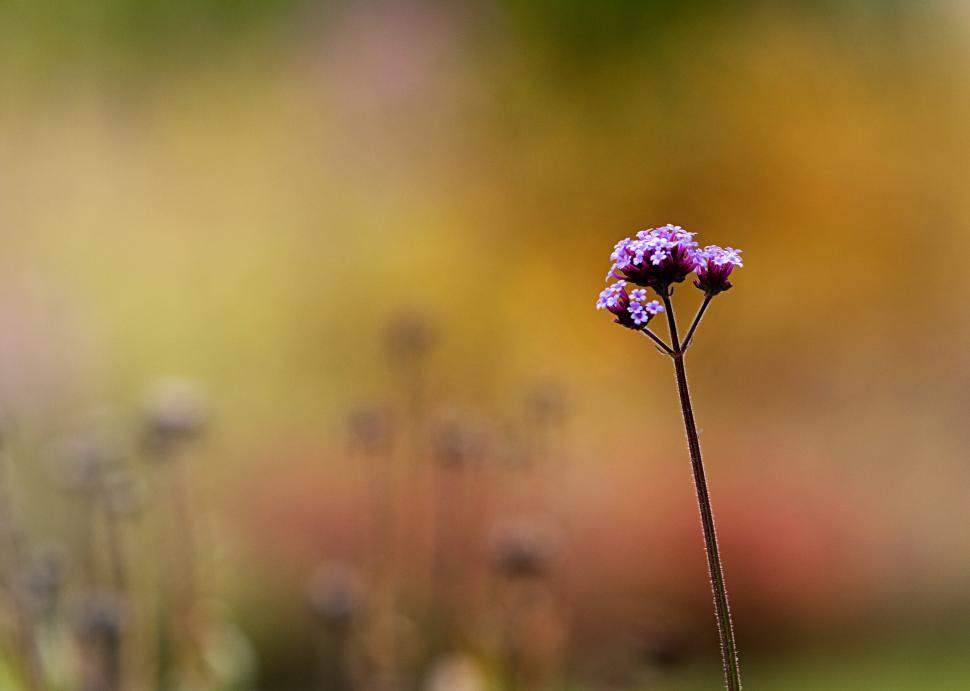 Free Image of Flowers bloom in a colorful garden during spring afternoon 