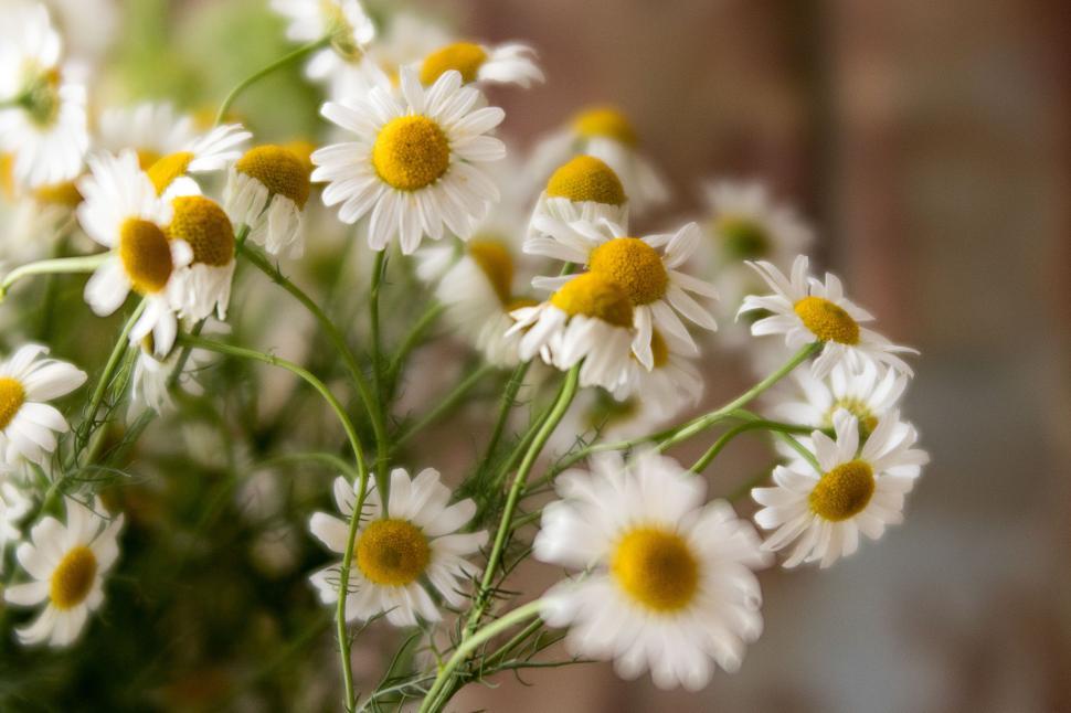 Free Image of Fresh white daisies in a cozy indoor setting 