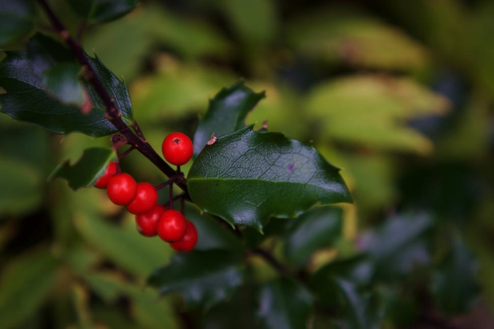 Free Image of Holly branches with bright red berries in natural setting 