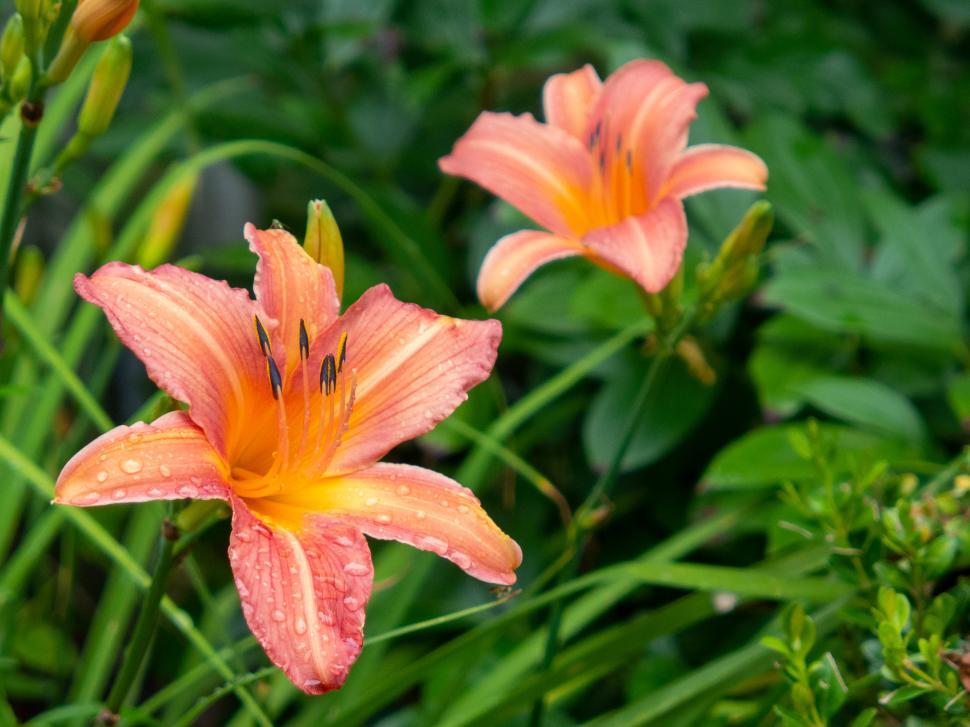 Free Image of Orange Dayillies Bloom 