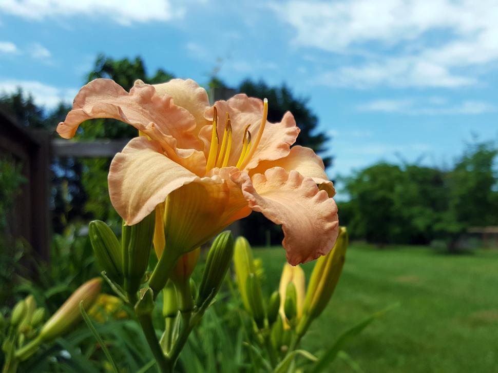 Free Image of Orange Daylillies in Garden 