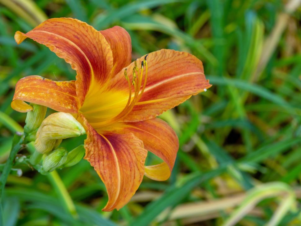 Free Image of Orange Daylily Flower 