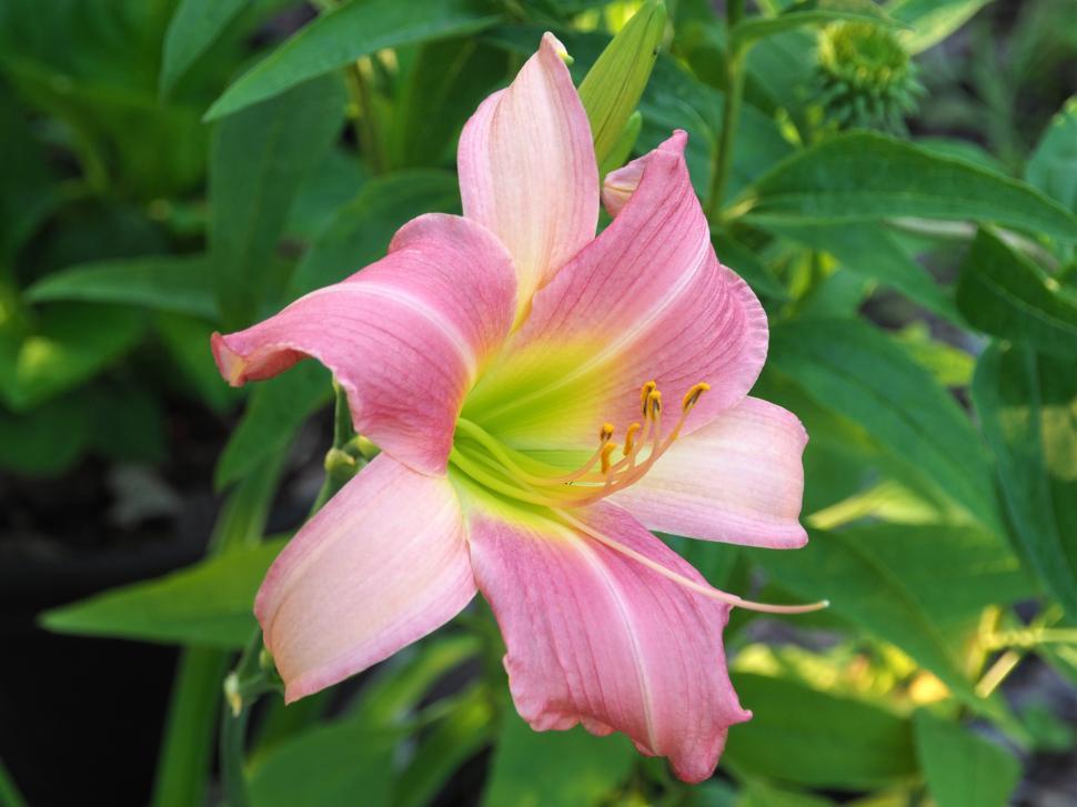 Free Image of Pink Dayilly in Bloom 