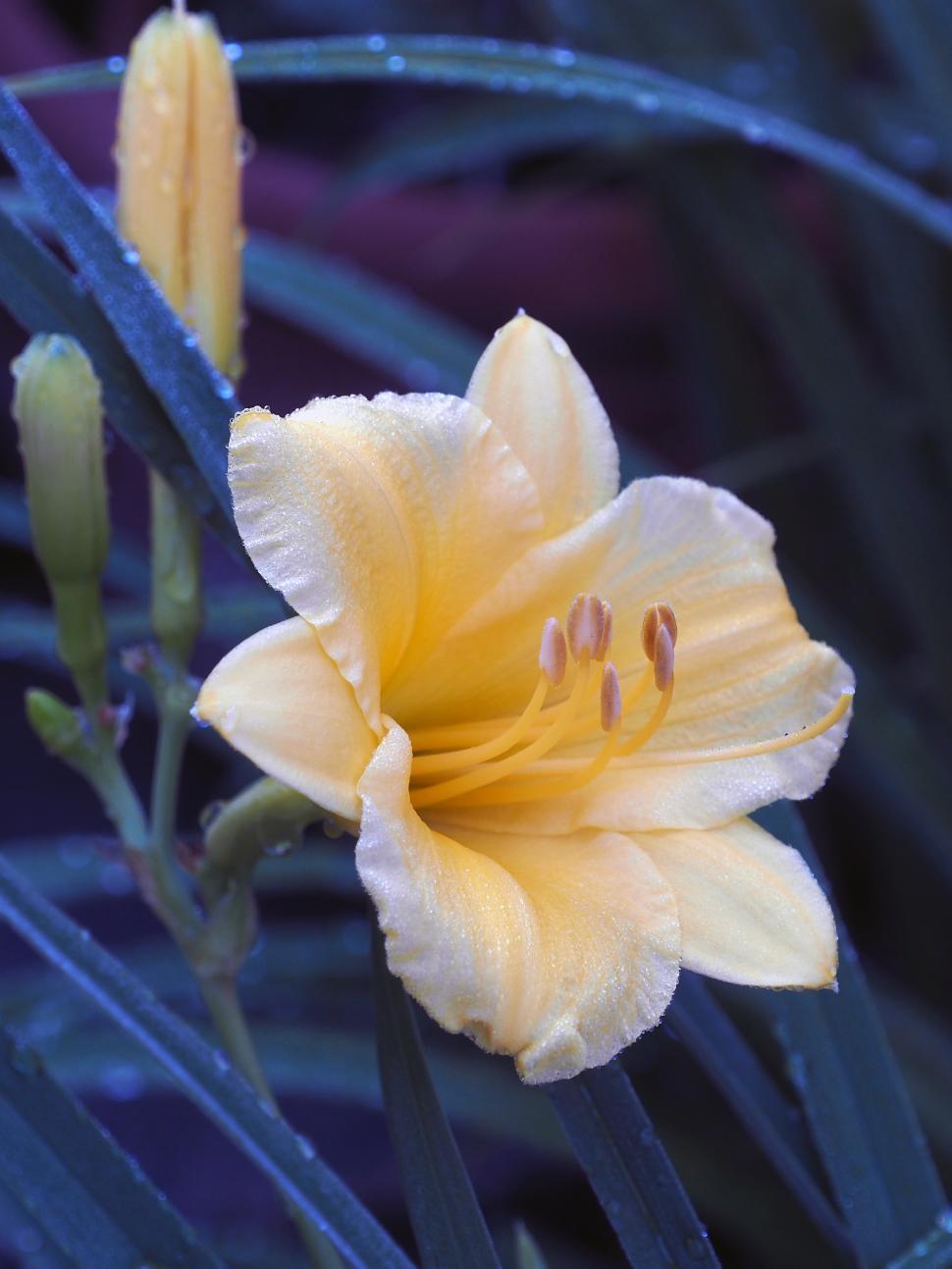 Free Image of Yellow Daylilly Flower 