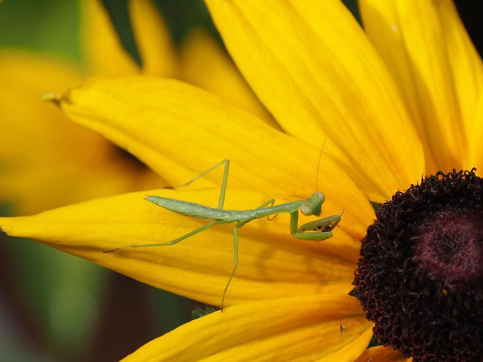 Free Image of Bug Eaten By Praying Mantis Nymph 