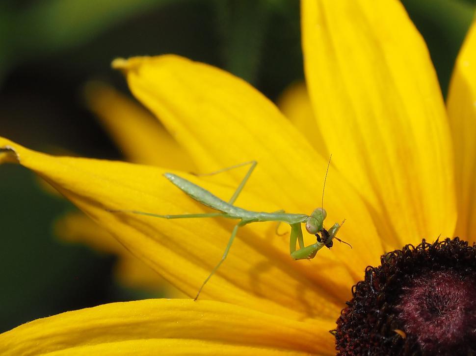 Free Image of Bug Eaten By Praying Mantis Nymph 