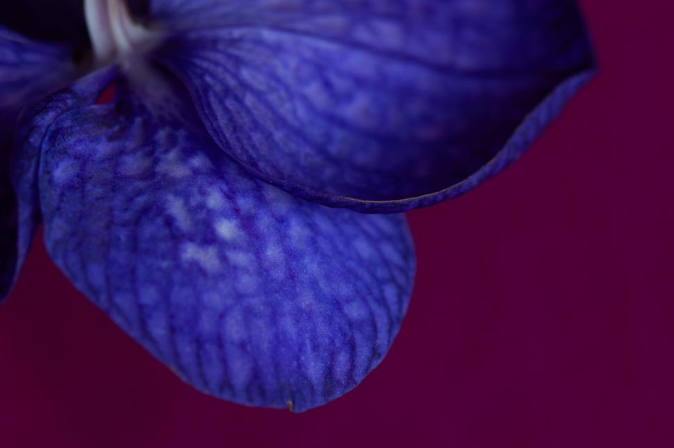 Free Image of Close-up of vibrant blue orchid petals against a rich background 