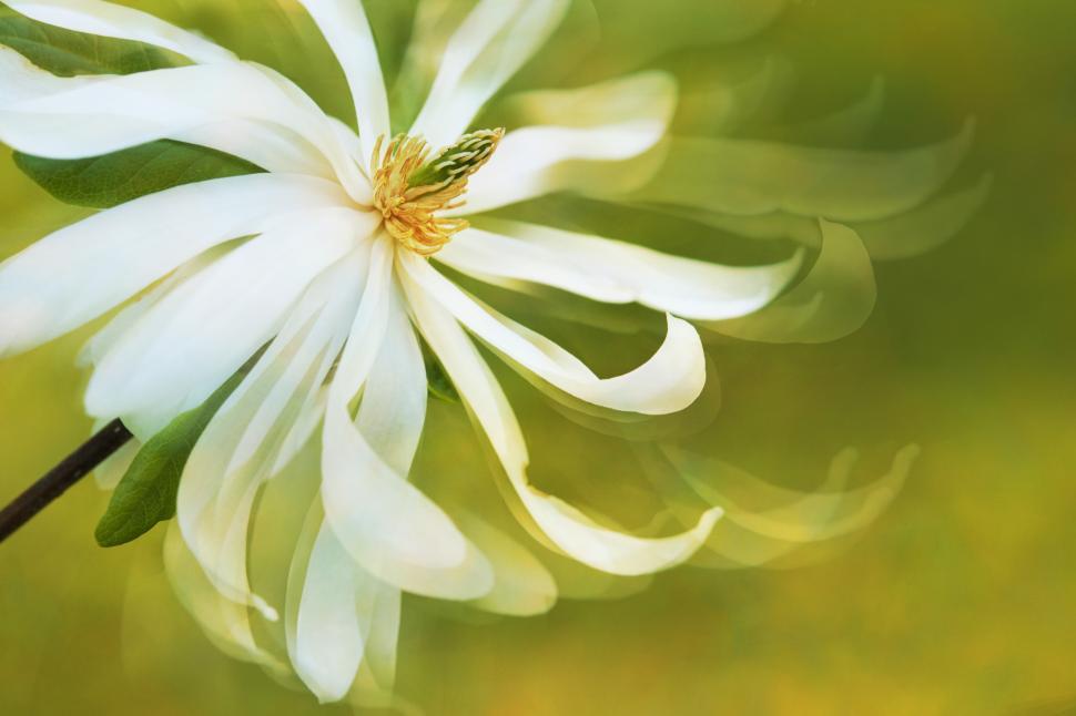 Free Image of White flower with delicate petals in soft focus 