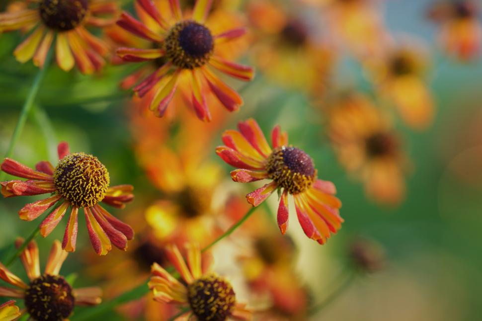 Free Image of Colorful flowers blooming in a sunny garden setting 