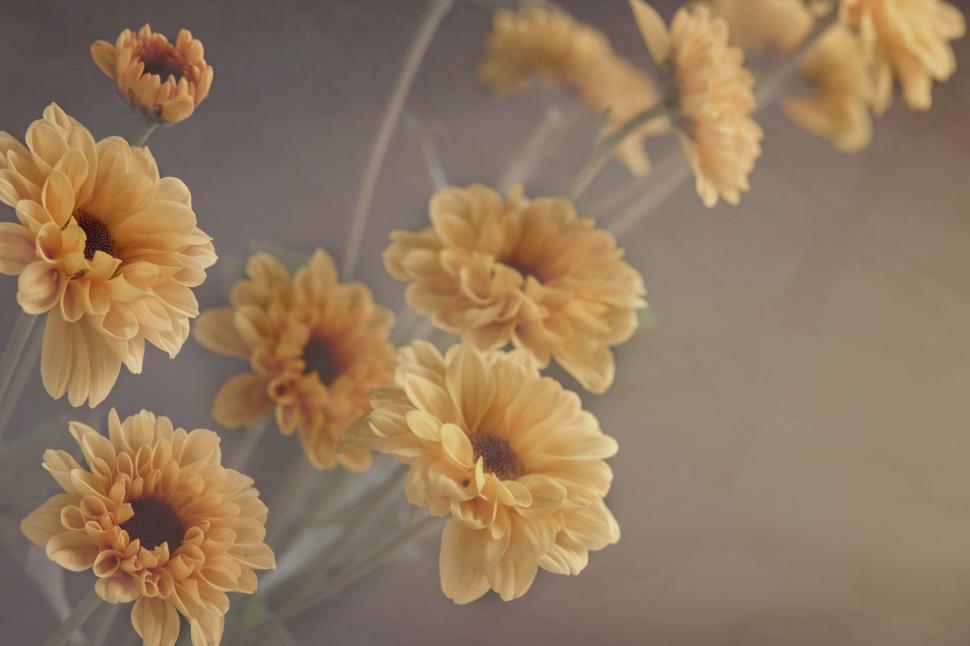 Free Image of Beautiful yellow flowers arranged in a lovely display 