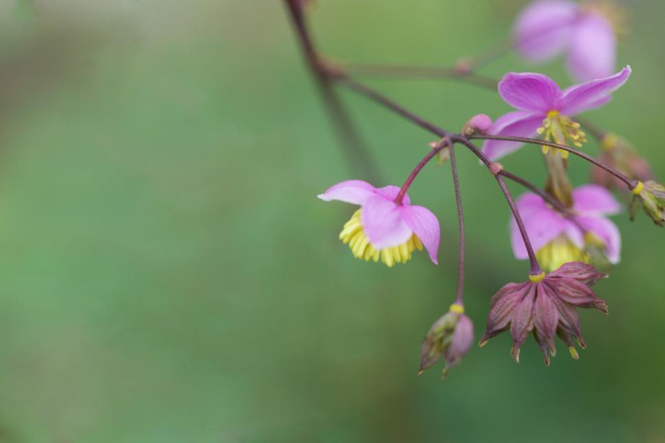 Free Image of Delicate pink flowers blooming in a lush garden setting 