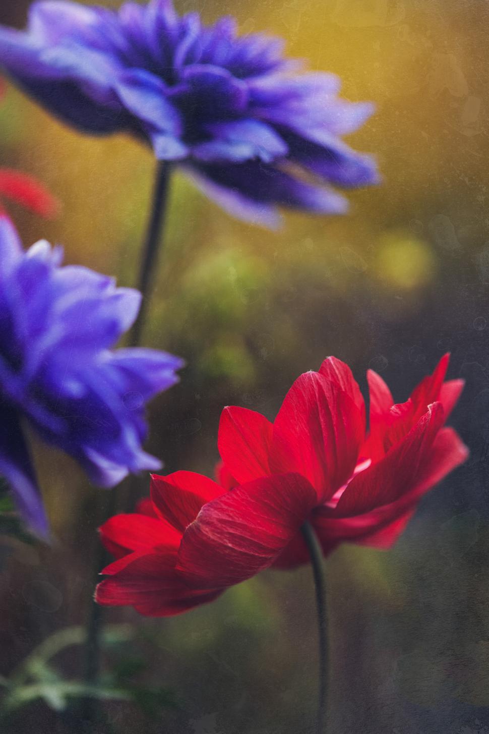 Free Image of Vibrant red and blue flowers bloom in a garden setting 