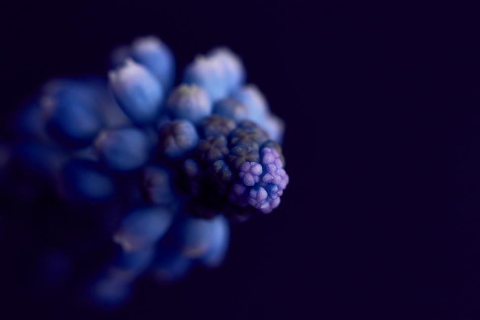 Free Image of Close-up view of a delicate purple flower against a dark background 