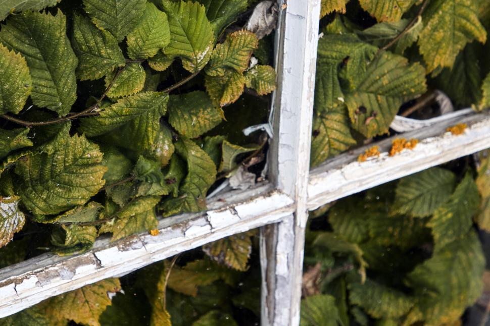 Free Image of Green leaves tucked behind a rustic window frame 