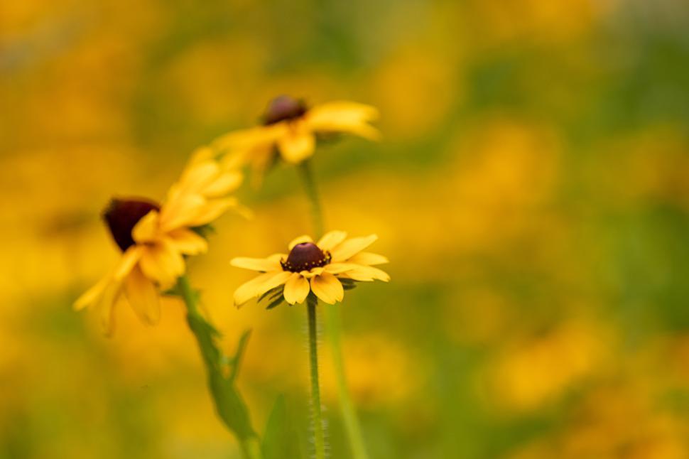 Free Image of Bright yellow flowers in a vibrant garden landscape 