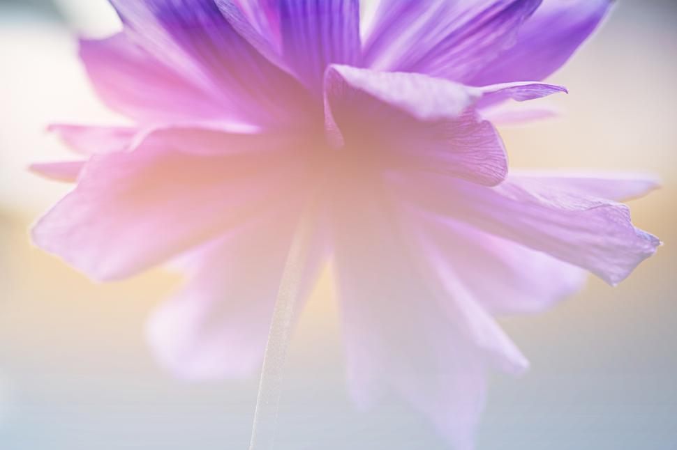 Free Image of Delicate purple flower blooming under soft sunlight 