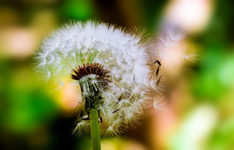 Free Image of Dandelion seed head releasing fluffy seeds in a vibrant forest setting 