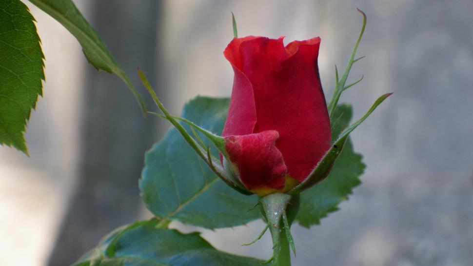 Free Image of Red Rose Bud 