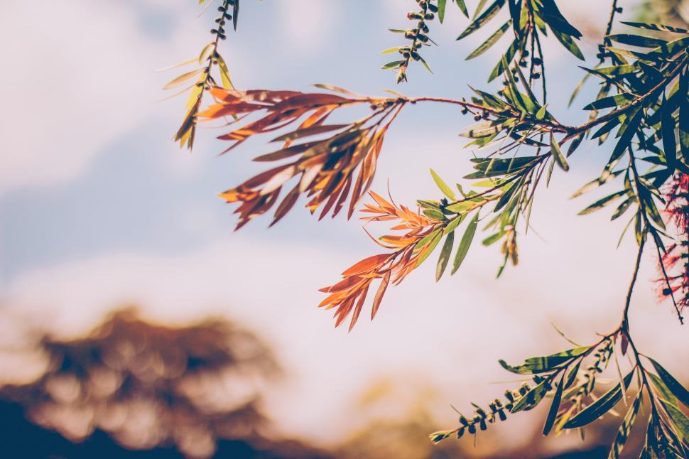 Free Image of Branches showcasing vibrant leaves against a sunny sky backdrop 