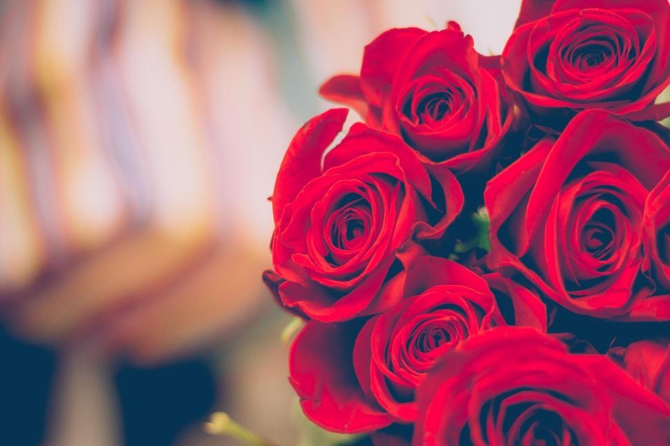 Free Image of Beautiful red roses for a special cozy occasion 