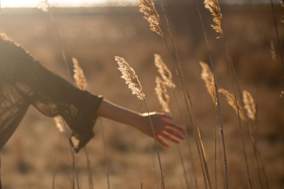 Free Image of Sunlit moment of a hand gently touching tall grass in a golden field 