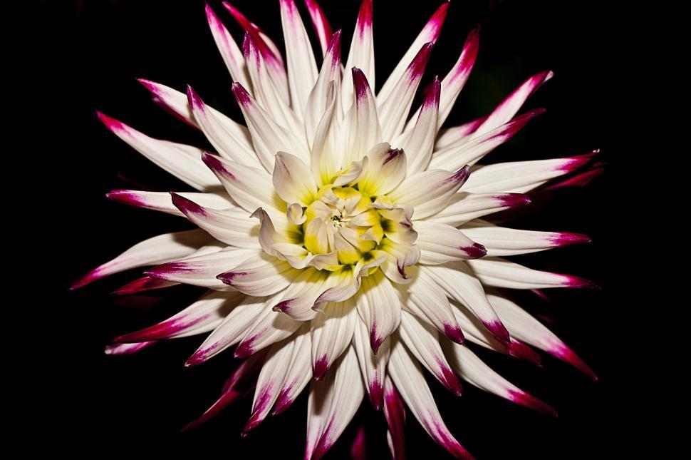 Free Image of Stunning flower with white petals and purple tips 