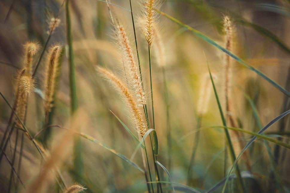 Free Image of Tall golden grasses sway gently in soft afternoon light 