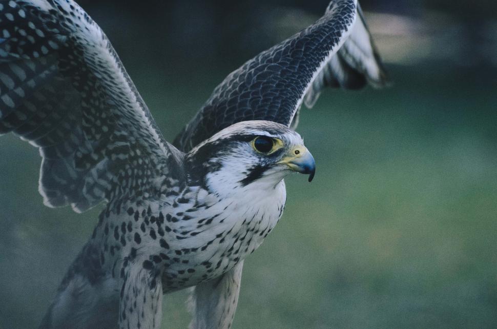 Free Image of Majestic falcon preparing for flight in the wild 