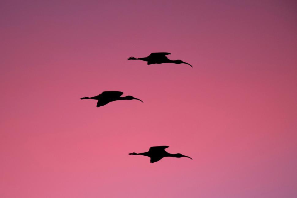Free Image of Three birds soar across a pink sky during sunset over a quiet landscape 
