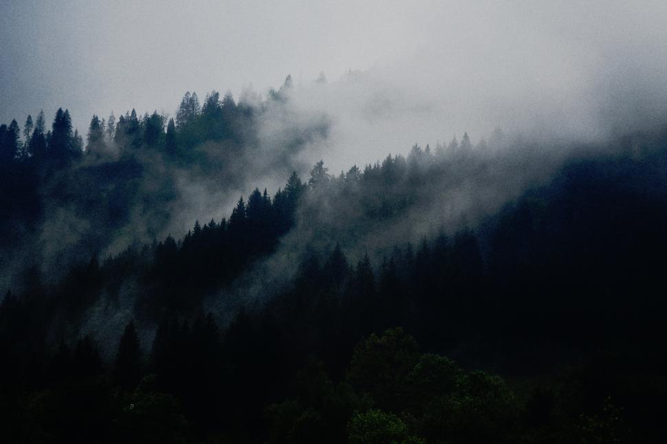 Free Image of Mist envelops dark forest landscape during early morning hours in autumn 