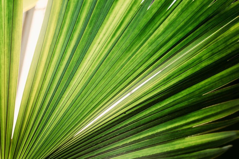 Free Image of Close-up of vibrant green palm leaves with natural sunlight filtering through 