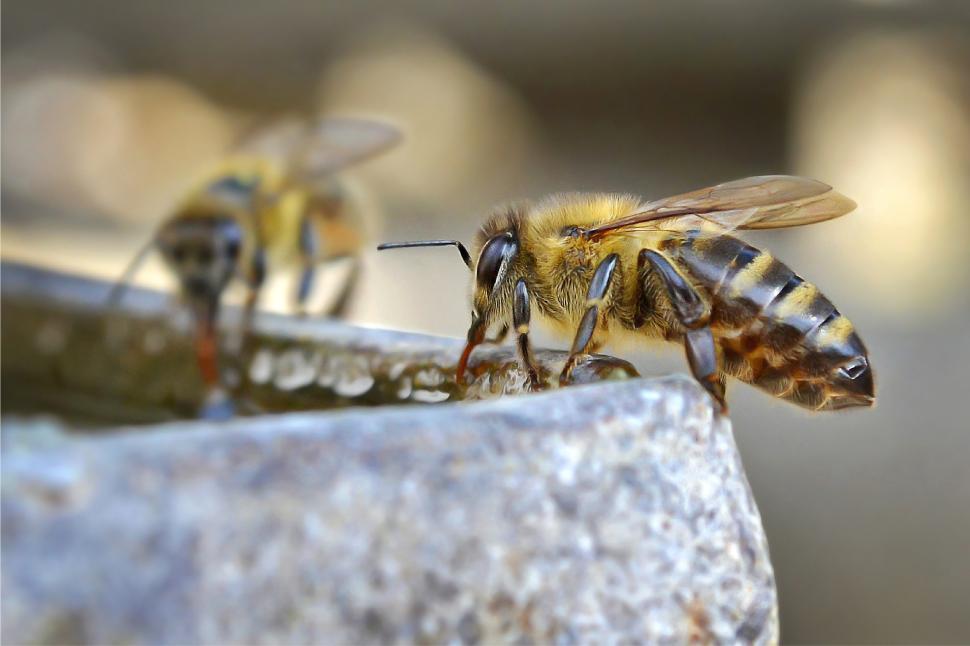 Free Image of Bees gathering water at a stone fountain during midday sunlight 
