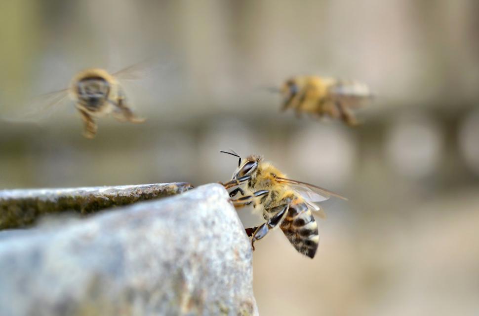 Free Image of Bees gather nectar from a stone surface in nature 