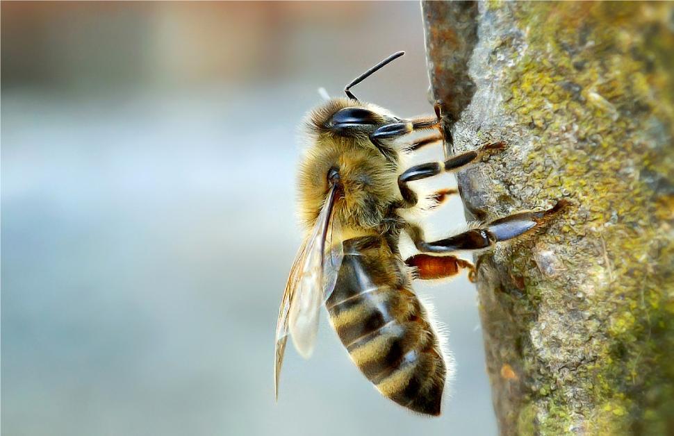 Free Image of Bee resting on tree bark in early morning sunlight outdoors 